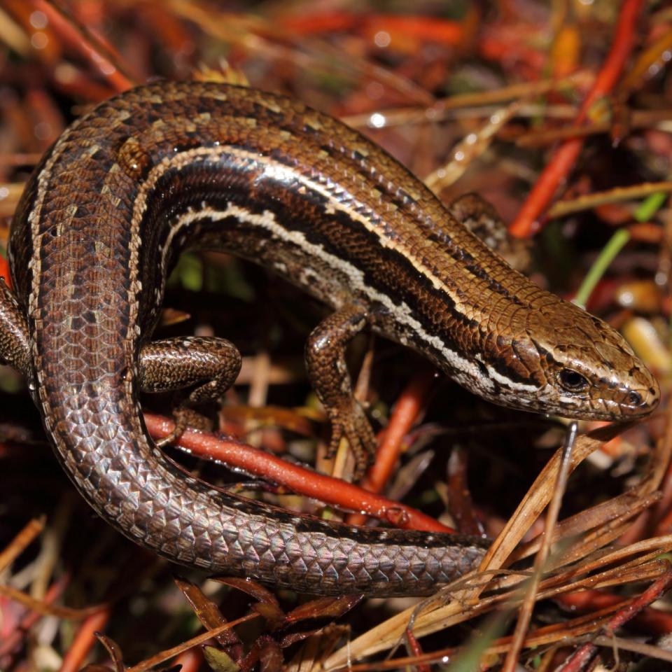 Canterbury grass skink in forest clearing (Lewis Pass). © Nick Harker