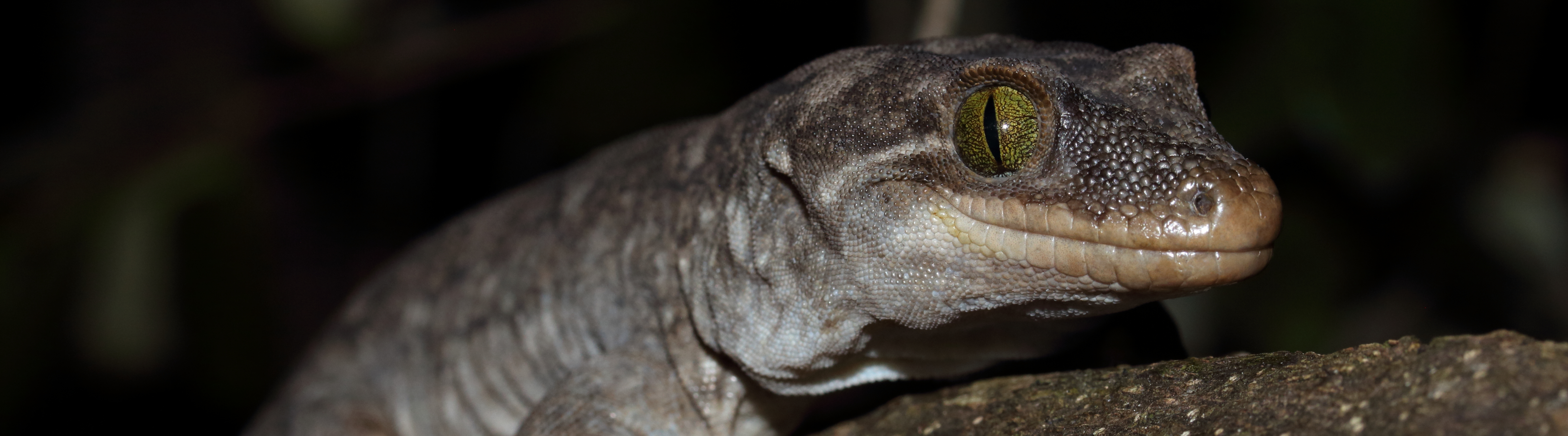 Duvaucel's gecko <a href="https://www.instagram.com/nickharker.nz/">© Nick Harker</a>
