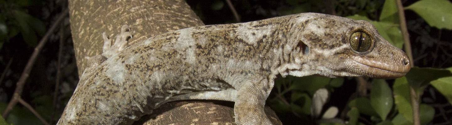 Hoplodactylus duvaucelii (Duvaucel's gecko)