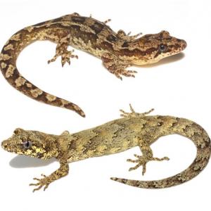 Forest and Pacific geckos