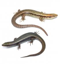 Speckled and Spotted skinks