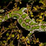 Starred gecko (Nelson Lakes) <a href="https://www.flickr.com/photos/rocknvole/">© Tony Jewell</a> 