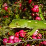 Aupōuri gecko (North Cape, Northland). <a href="https://www.flickr.com/photos/151723530@N05/page3">© Carey Knox</a>