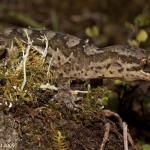 Pacific gecko (Little Barrier Island). <a href="https://dylanvanwinkel.wordpress.com/photo-galleries/reptiles/">Dylan van Winkel</a>