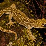 West Coast green gecko (Lewis Pass, Canterbury). <a href="https://www.flickr.com/photos/rocknvole/">© Tony Jewell</a>