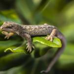 Raukawa Gecko on Pohutukawa (Motuora Island, Auckland). <a href="https://www.instagram.com/joelknightnz/">© Joel Knight</a>