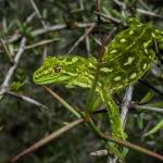 West Coast green gecko (Lewis Pass, Canterbury). <a href="https://www.flickr.com/photos/151723530@N05/page3">© Carey Knox</a>
