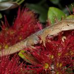 Raukawa gecko in flowering Pohutukawa (Inner Hauraki Gulf, Auckland). <a href="https://www.instagram.com/nickharker.nz/">© Nick Harker</a>