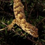Forest gecko in Manuka (North Shore, Auckland). <a href="https://www.instagram.com/tim.harker.nz/">© Tim Harker</a>
