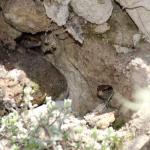 Small-scaled skinks hiding in rock crevice (Kaweka Ranges). <a href="https://www.instagram.com/nickharker.nz/">© Nick Harker</a>