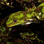 Starred gecko female (Nelson Lakes). <a href="https://www.instagram.com/tim.harker.nz/?hl=en">© Tim Harker</a>