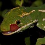 Aupōuri gecko (Aupōuri peninsula, Northland).<a href="https://www.instagram.com/nickharker.nz/">© Nick Harker</a>
