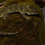 Forest gecko (Denniston Plateau, West Coast). <a href="https://www.instagram.com/benweatherley.nz/?hl=en">© Ben Weatherley</a>