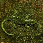 West Coast green gecko (Lewis Pass, Canterbury). <a href="https://www.instagram.com/benweatherley.nz/?hl=en">© Ben Weatherley</a>