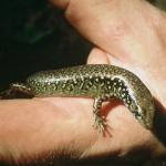 Whitaker's skink on hand. Photo by Gregory H. Sherley, New Zealand Department of Conservation (via Wikimedia commons). <a href="https://creativecommons.org/licenses/by/4.0/">(CC BY 4.0)</a>