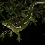 Male elegant gecko in manuka (Rodney District, Auckland). <a href="https://www.instagram.com/nickharker.nz/">© Nick Harker</a> 