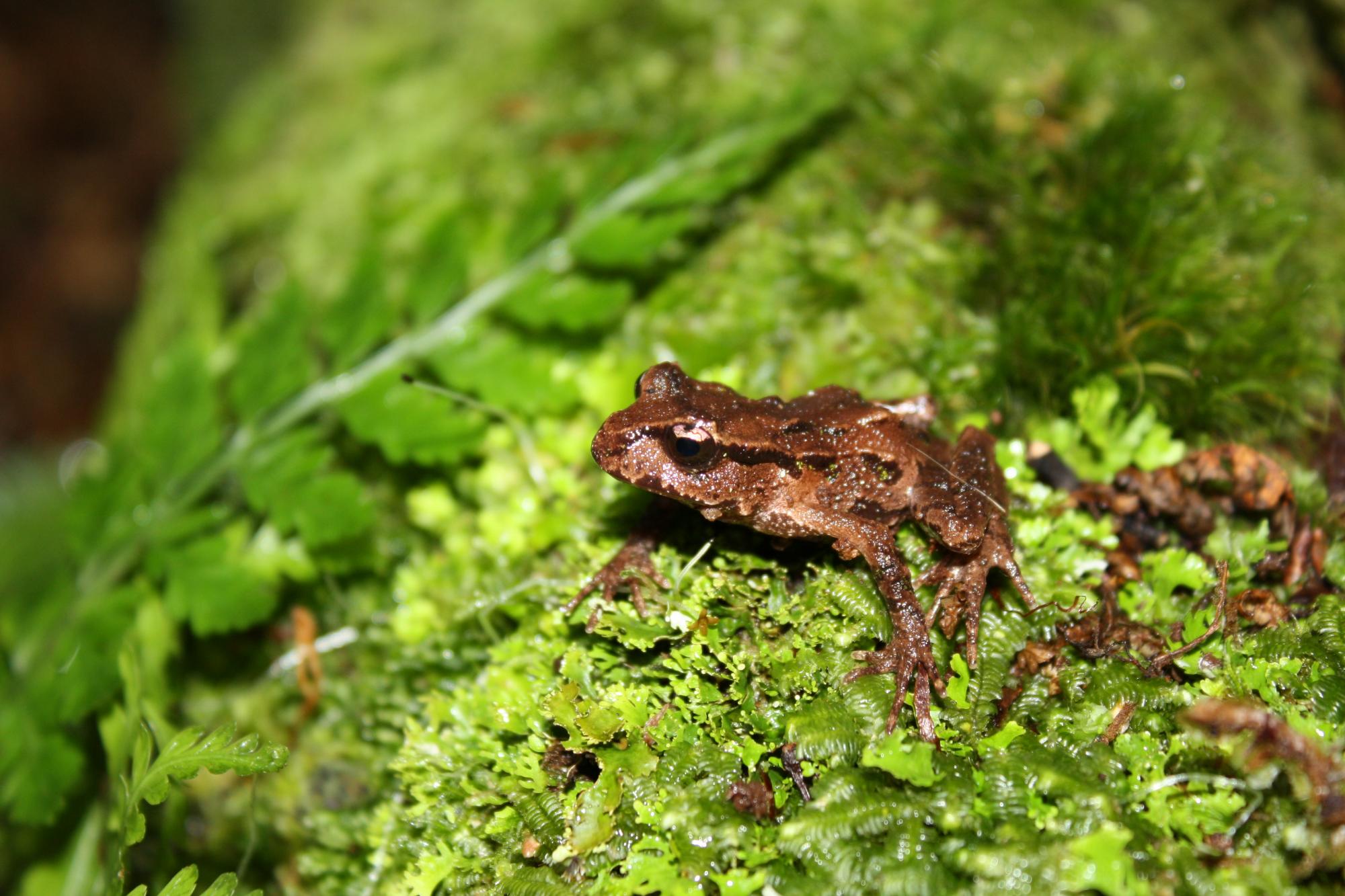 Leiopelma archeyi | NZHS