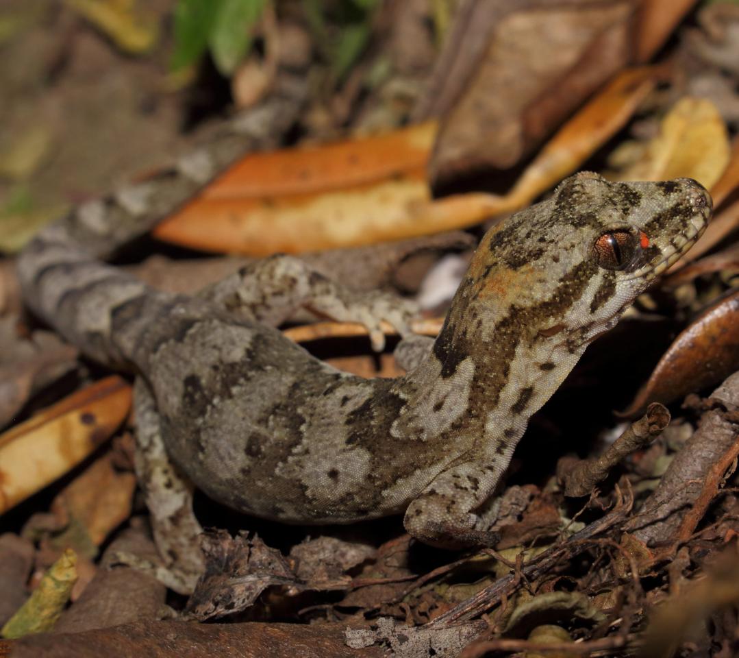 Dactylocnemis pacificus | NZHS