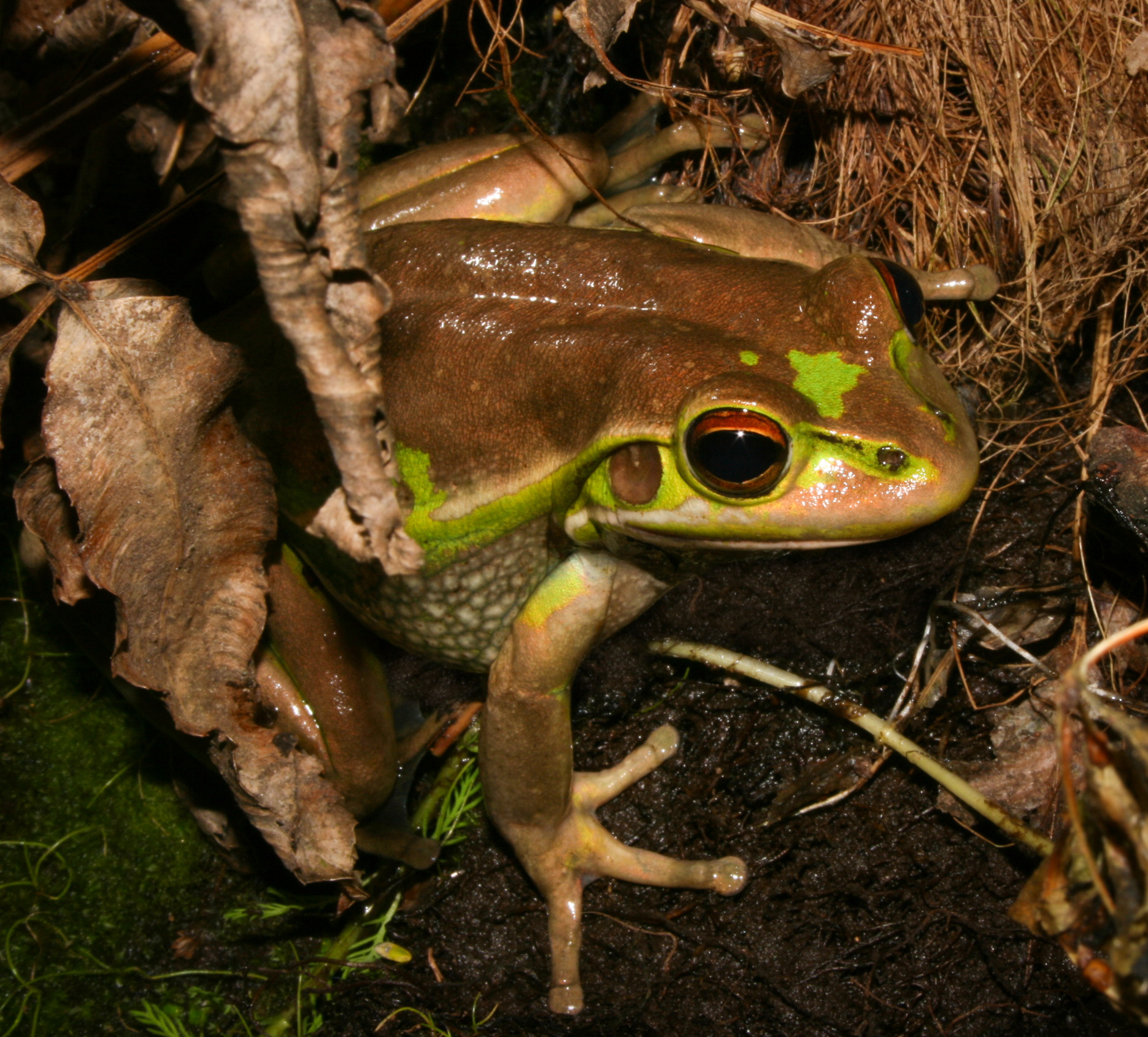 Ranoidea aurea | NZHS