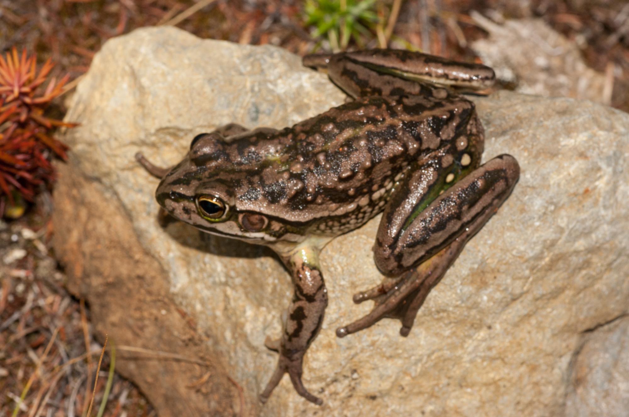 Ranoidea raniformis | NZHS