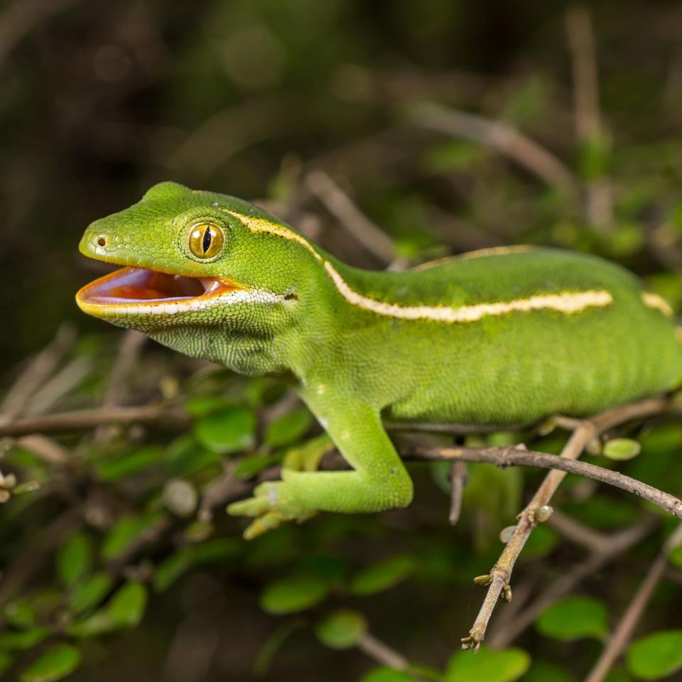 Naultinus flavirictus | NZHS