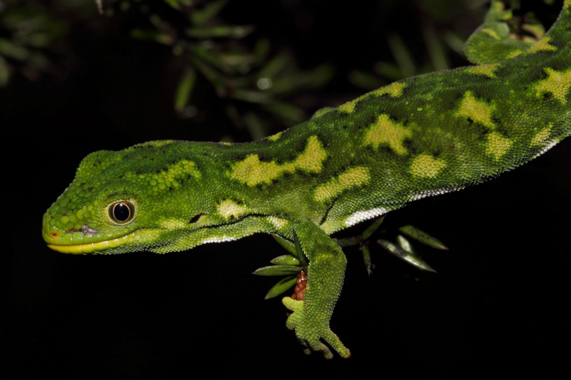 Naultinus stellatus | NZHS