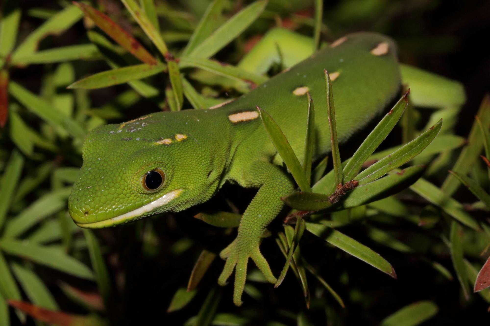 Naultinus elegans | NZHS