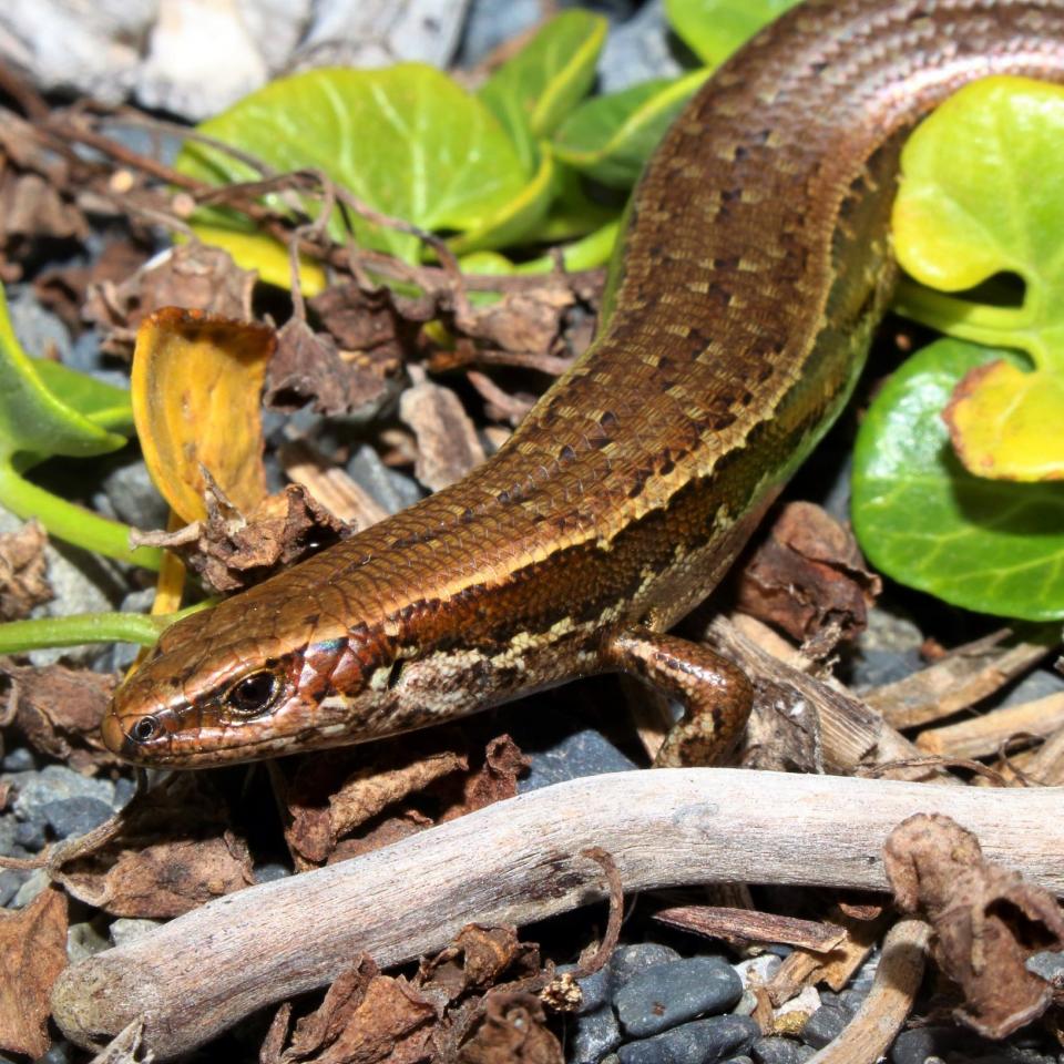 Oligosoma aff. polychroma Clade 2 | NZHS