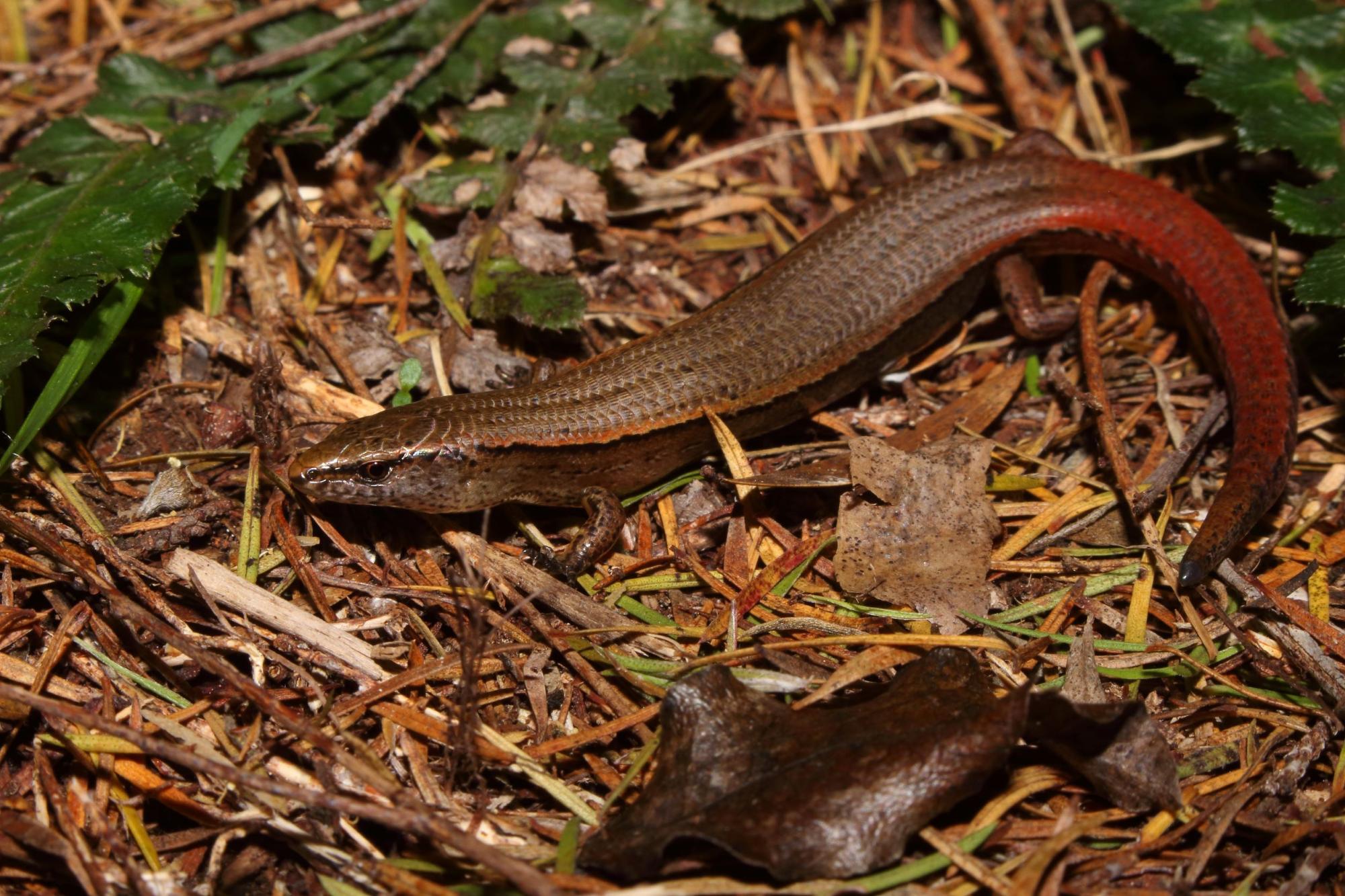 Oligosoma levidensum | NZHS