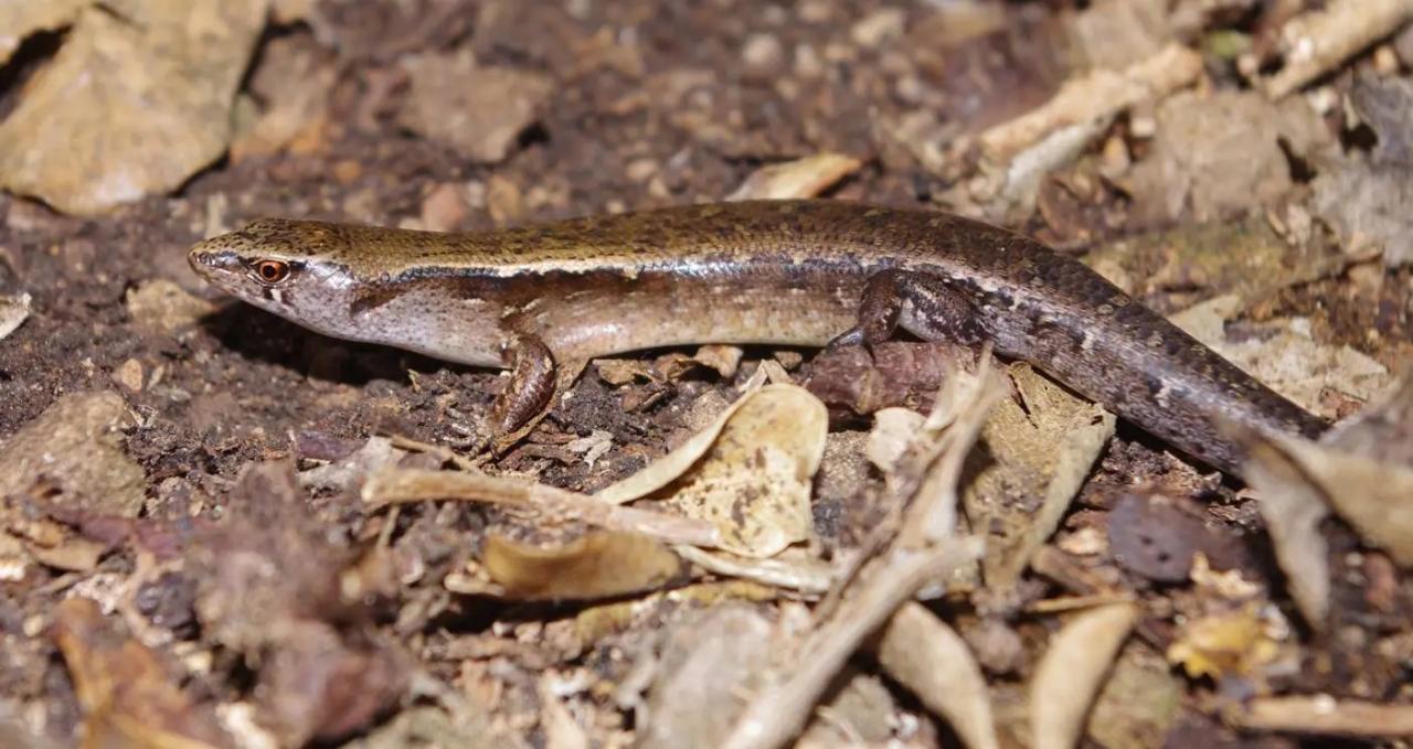 Aorangi skink (Aorangi Island, Poor Knights). © Colin Miskelly: <a href="https://blog.tepapa.govt.nz/2013/02/16/reptiles-of-the-poor-knights-islands/">Sourced from Te Papa Blogs</a>