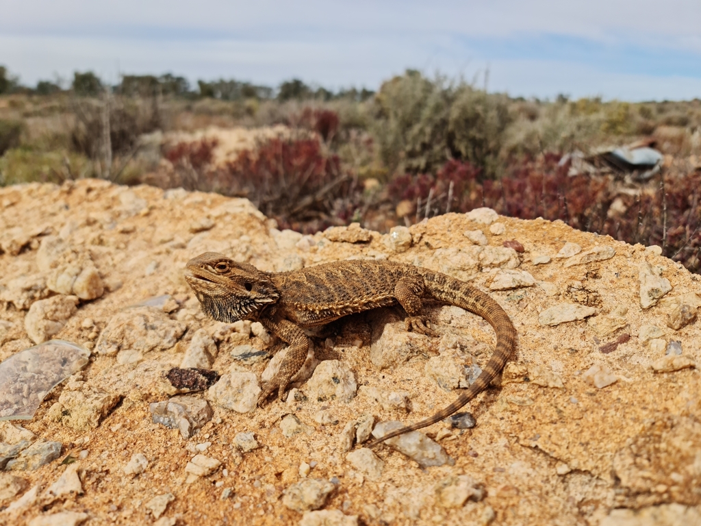 Central bearded dragon, Silverton, New South Wales. © Max Tibby