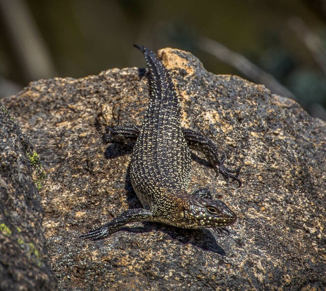 Cunningham's skink, Tennent, Australian Capital Territory. © Richard Taylor