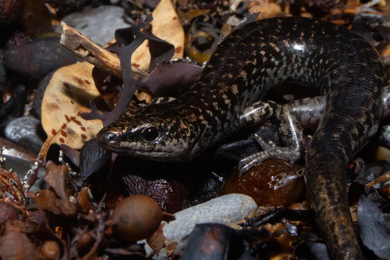 An egg-laying skink forages in coastal debris (Mercury Islands, Coromandel). <a href="https://www.instagram.com/tim.harker.nz/">© Tim Harker</a>