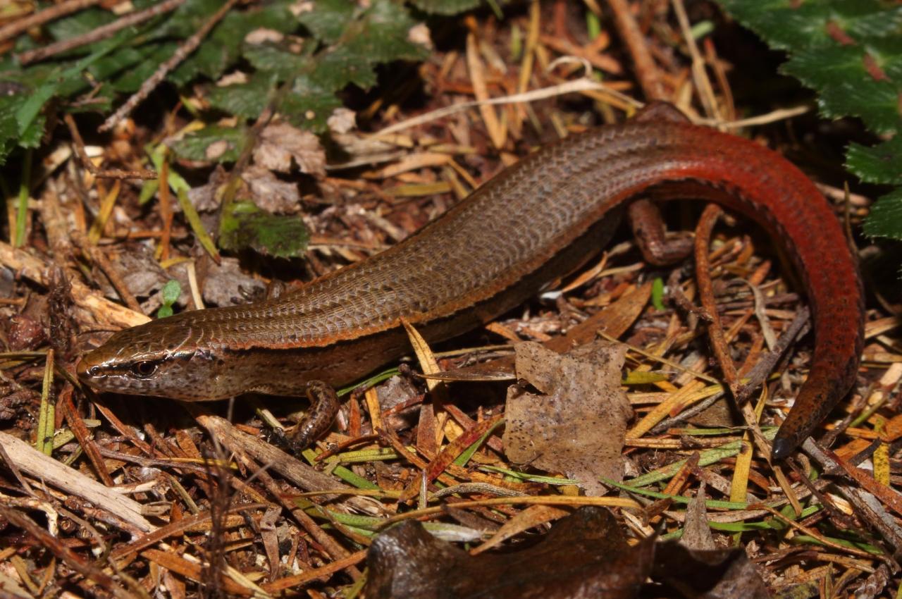 A slight skink basking in kānuka forest (Te Paki, Northland). <a href="https://www.instagram.com/tim.harker.nz/">© Tim Harker</a>