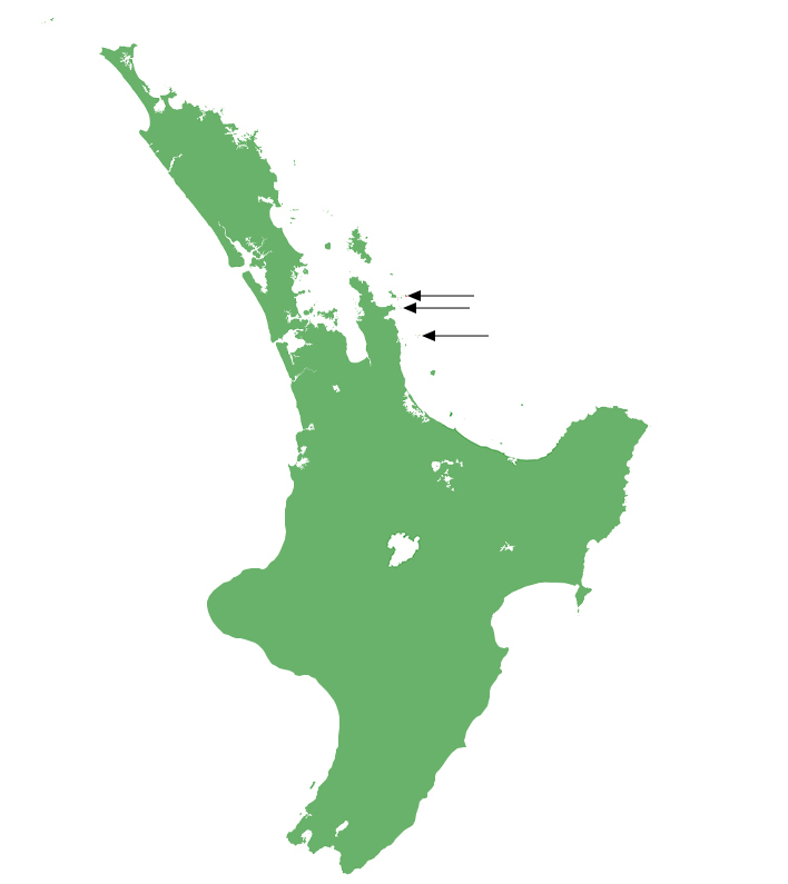 Oligosoma pachysomaticum distribution