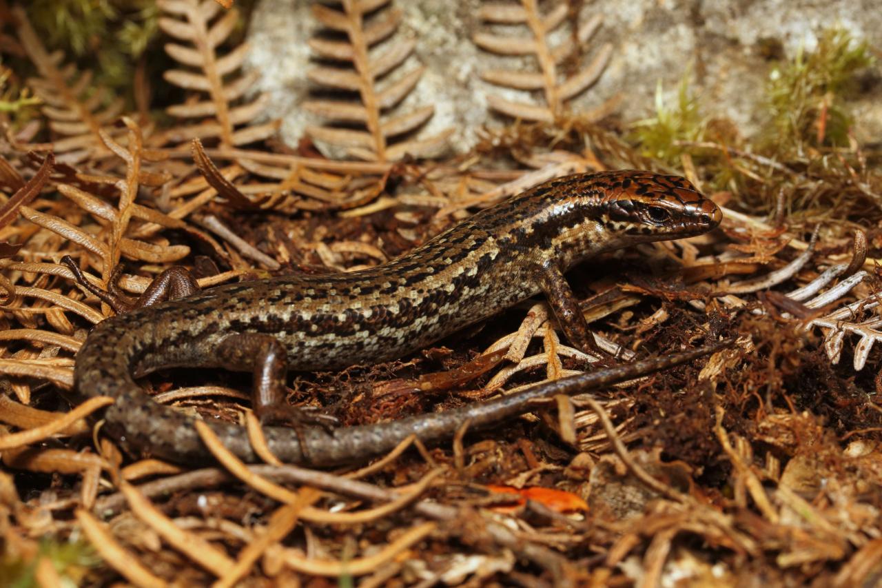 Young female St Arnaud speckled skink in habitat. © Nick Harker