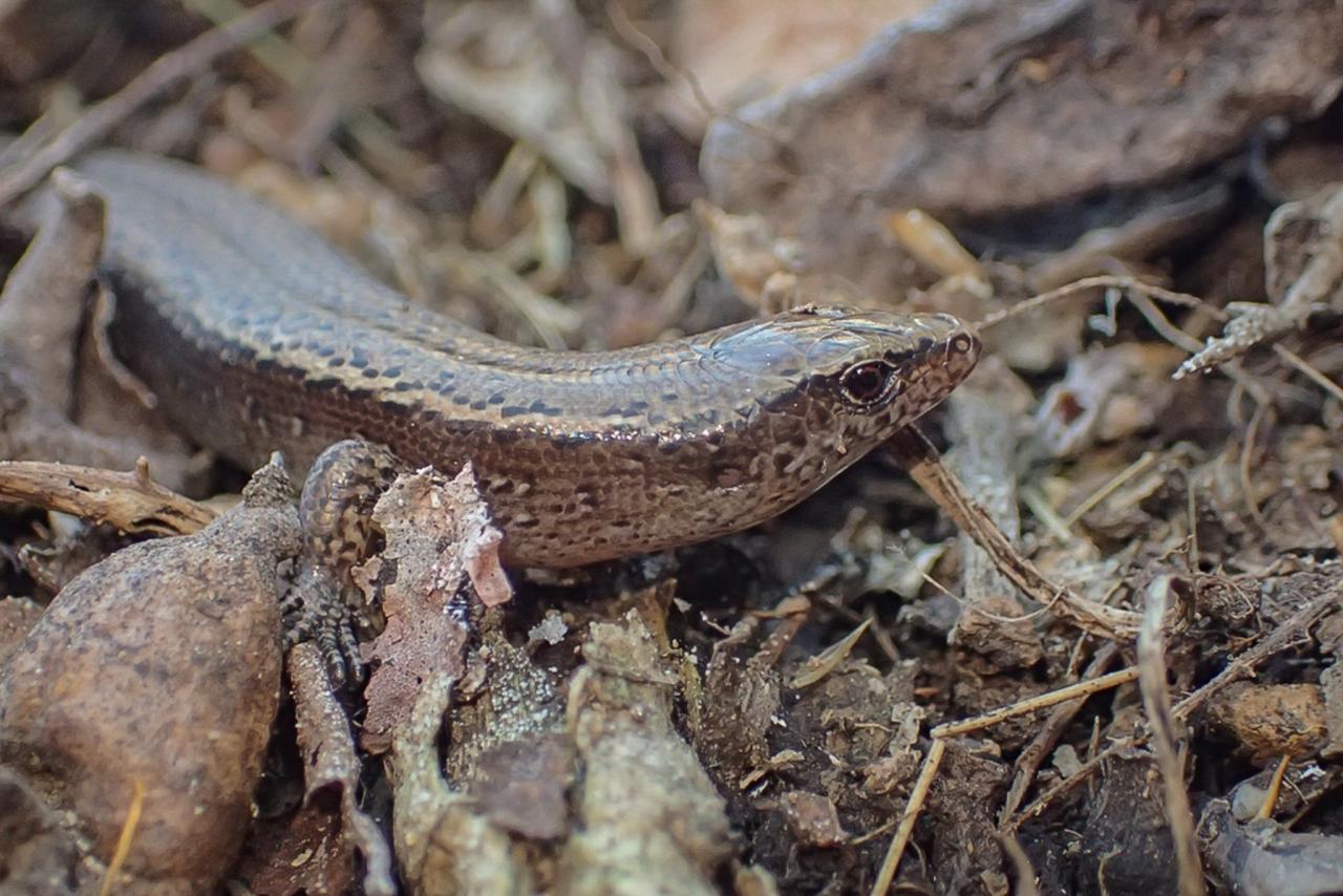 Hardy's skink (Aorangi Island, Poor Knights). © Oscar Dove