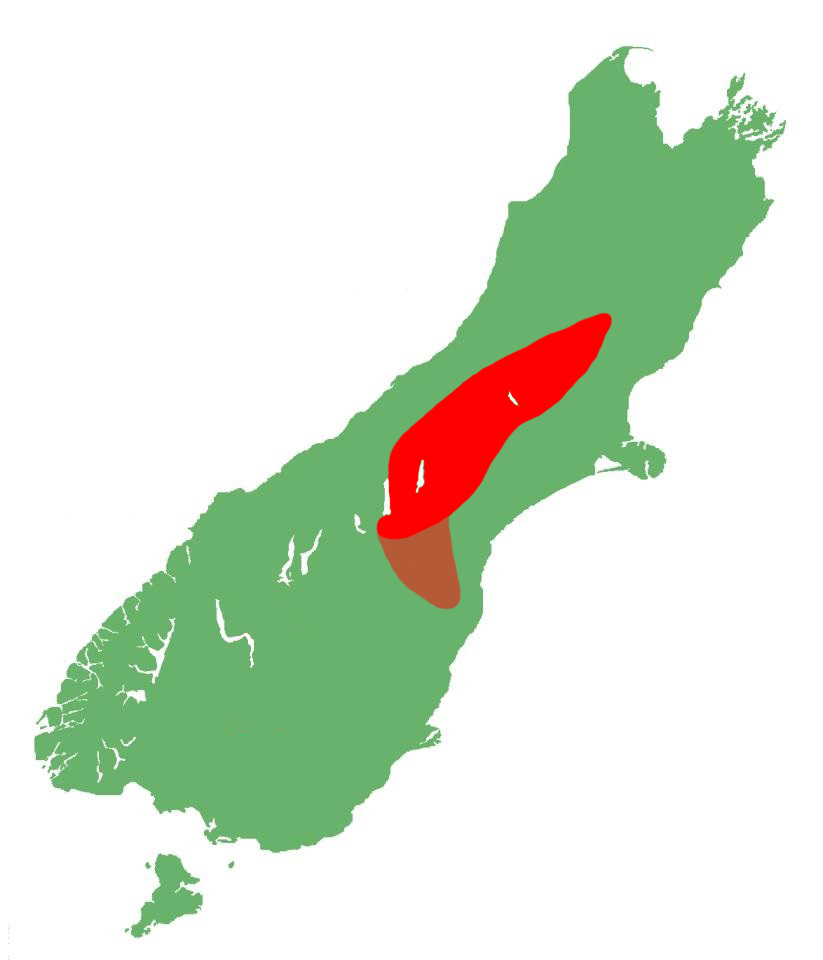 Oligosoma aff. laxa "central Canterbury" distribution