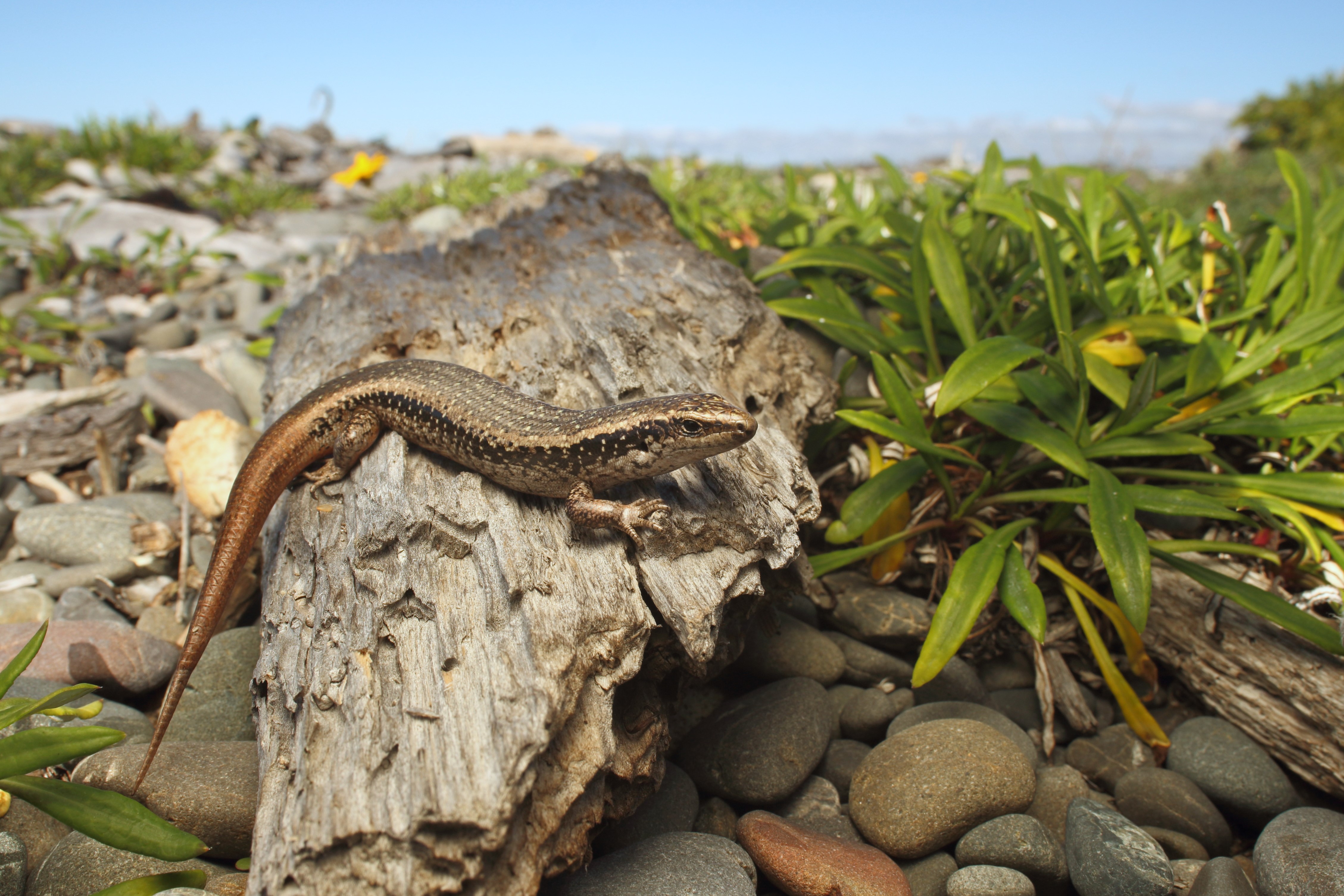 Napier spotted skink (Nick Harker)