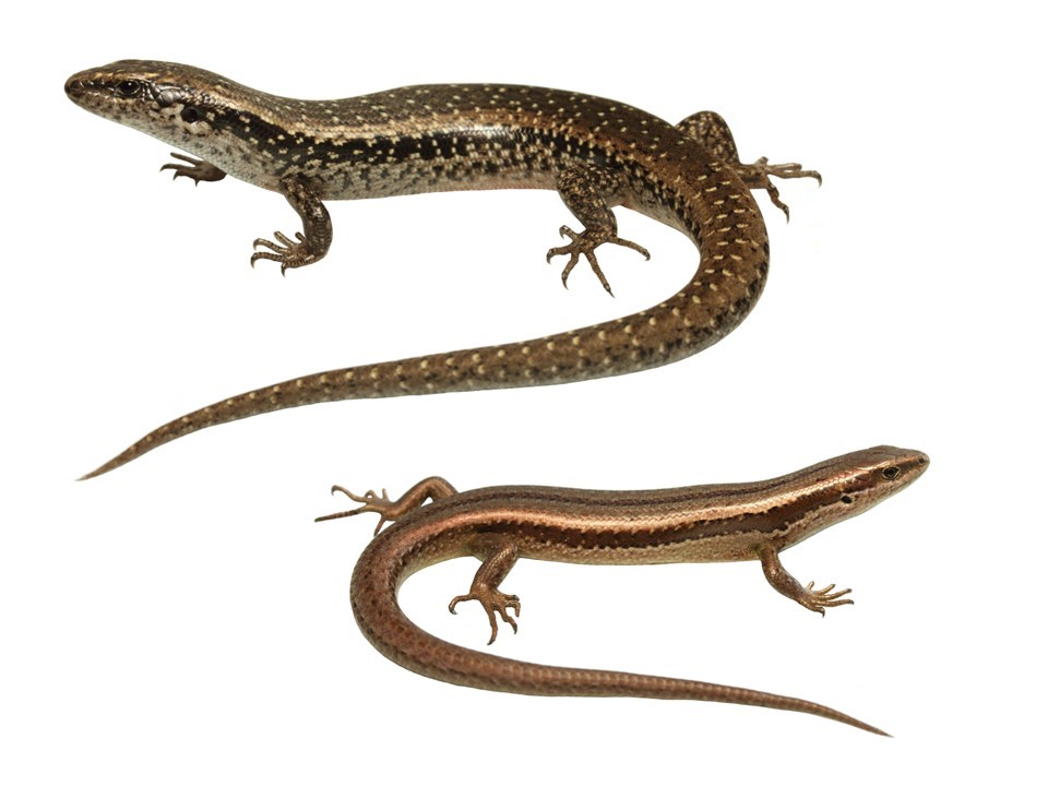 spotted skink and grass skink from Napier. Nick Harker