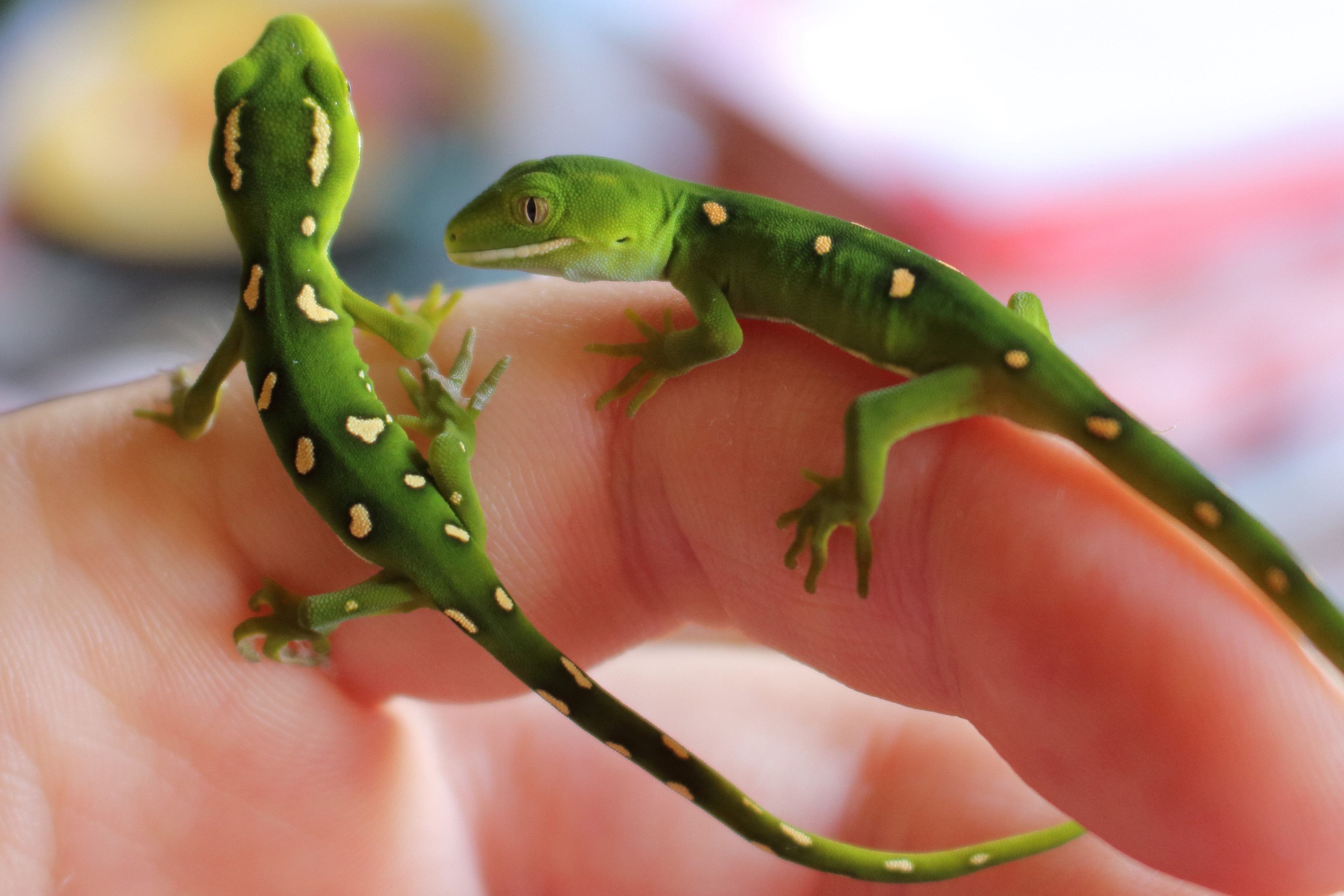 Breeding New Zealand lizards | NZHS