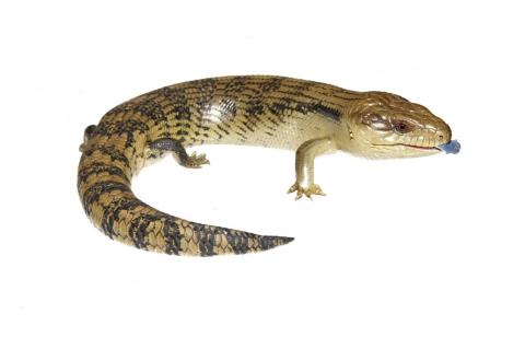 Eastern Blue Tongued Skink - Joel Knight