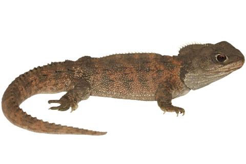 Tuatara (Marotere Islands). © Nick Harker