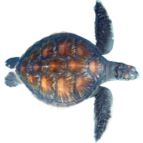 Green turtle swimming in the coastal waters of the Poor Knights Islands. © Lorna Doogan.