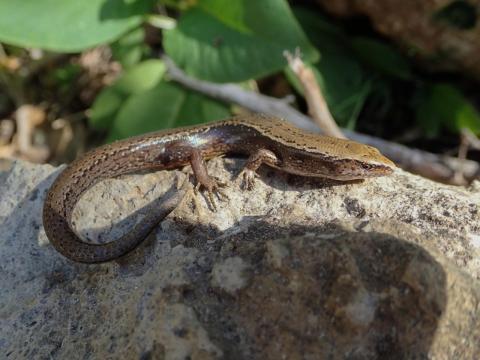 Hardy's skink (Aorangi Island, Poor Knights). © Oscar Dove