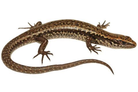St Arnaud speckled skink ©Nick Harker