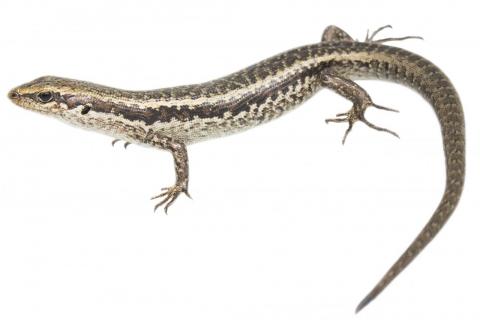 Northern long-toed skink (Marlborough). <a href="https://www.instagram.com/samuelpurdiewildlife/">© Samuel Purdie</a>