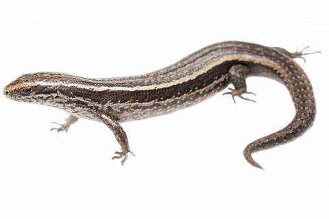 Burgan skink (Rock and Pillars Range, Otago). <a href="https://www.instagram.com/samuelpurdiewildlife/">© Samuel Purdie</a>