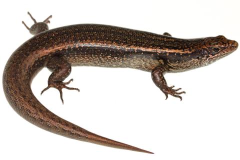 Falla's skink (Three Kings Islands, Northland). © Nick Harker