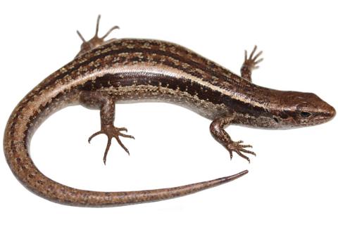 Small-scaled skink (Rangitīkei District). © Nick Harker